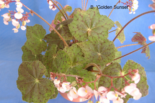 B. ‘Golden Sunset’